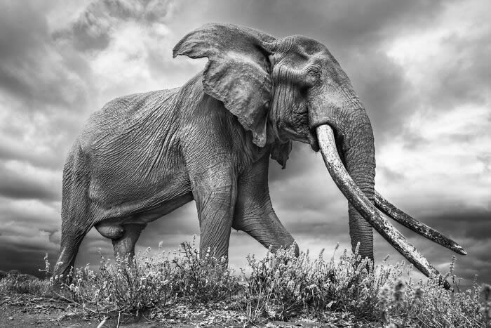 Black and White Wildlife Photography By Johan Siggesson