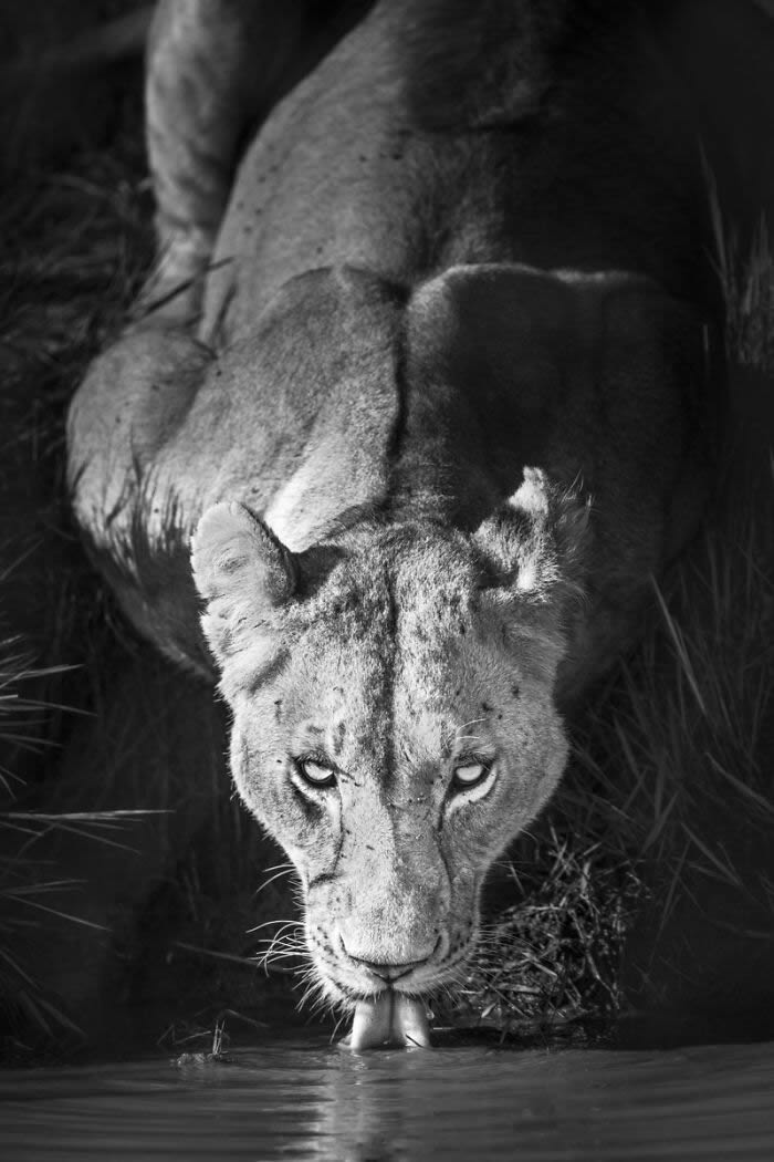 Black and White Wildlife Photography By Johan Siggesson