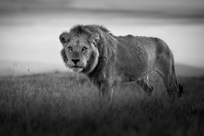 Black and White Wildlife Photography By Johan Siggesson