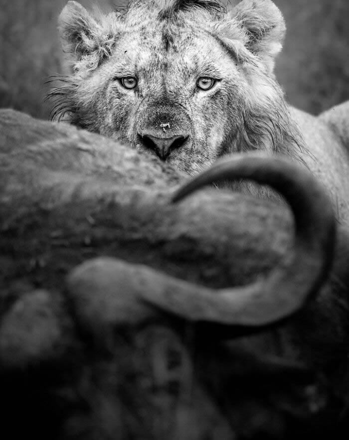 Black and White Wildlife Photography By Johan Siggesson