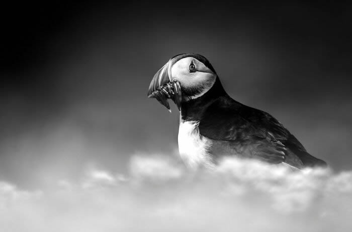 Black and White Wildlife Photography By Johan Siggesson