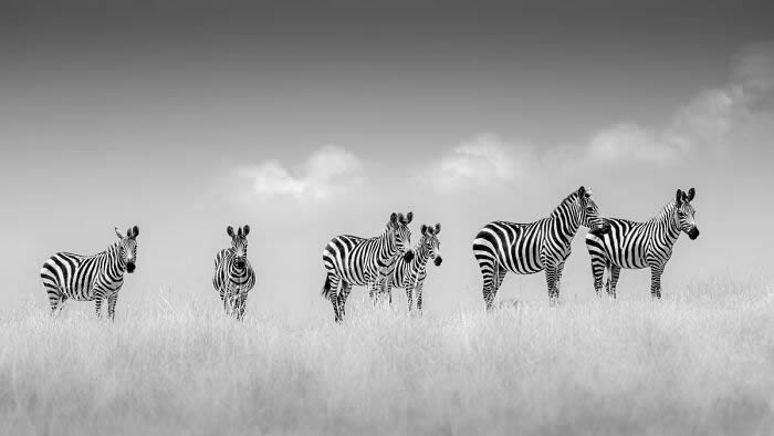 Black and White Wildlife Photography By Johan Siggesson