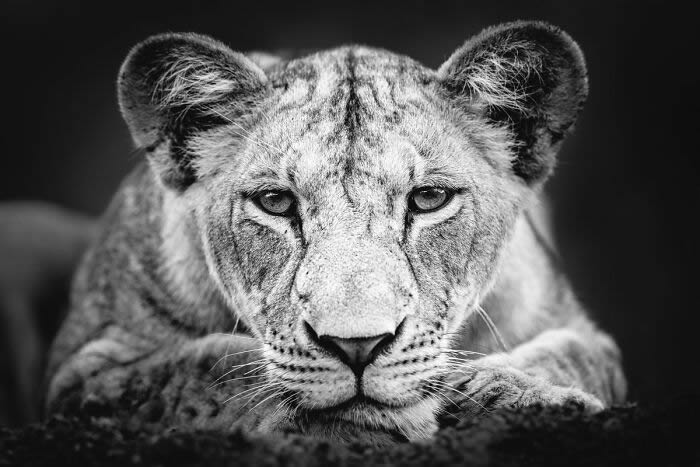 Black and White Wildlife Photography By Johan Siggesson