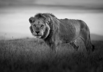 Black and White Wildlife Photography By Johan Siggesson