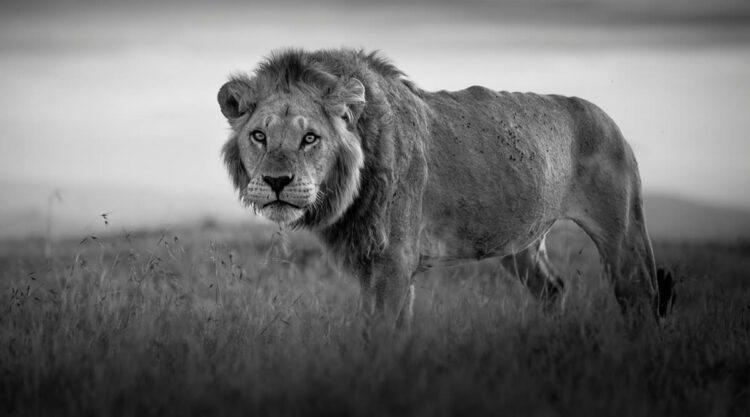 Black and White Wildlife Photography By Johan Siggesson