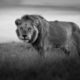 Black and White Wildlife Photography By Johan Siggesson