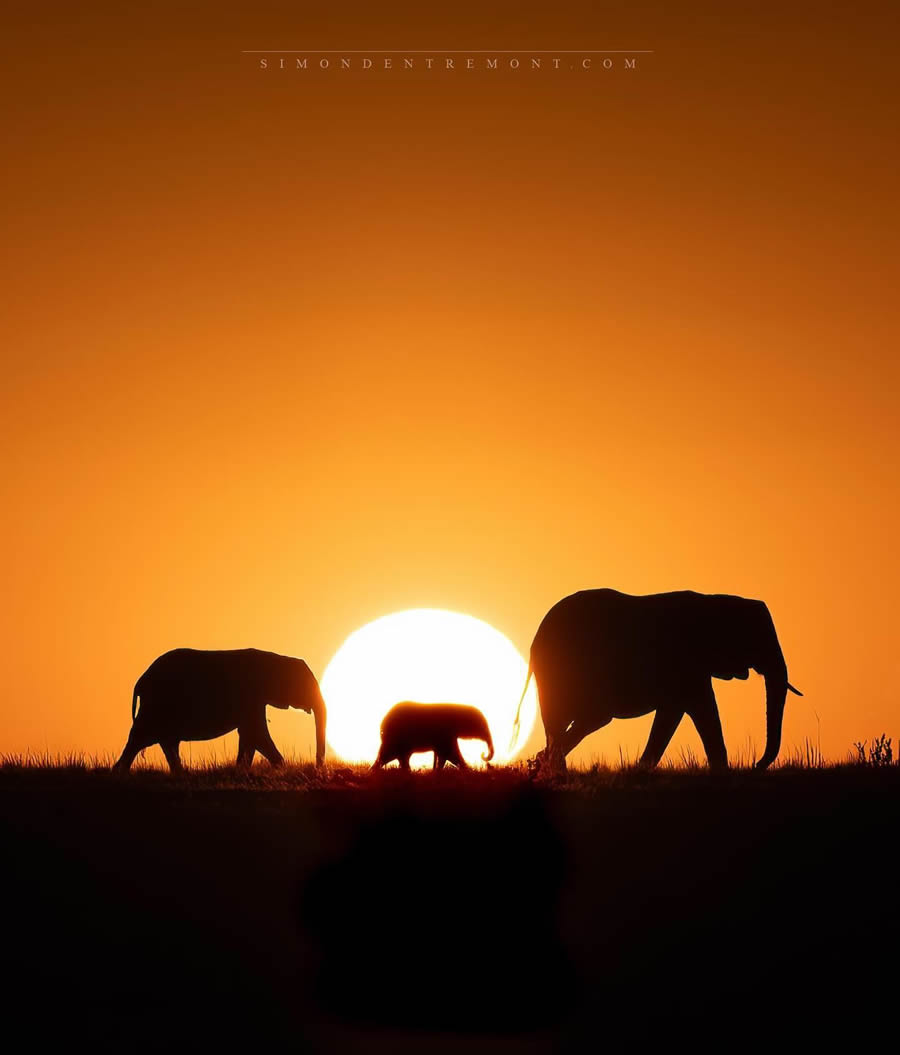 Canadian Wildlife Photography By Simon dEntremont