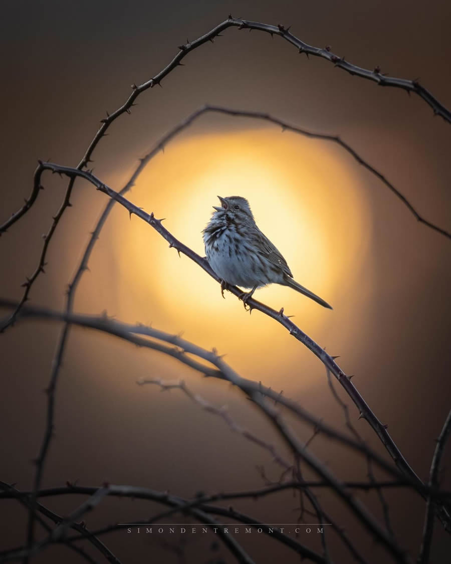 Canadian Wildlife Photography By Simon dEntremont