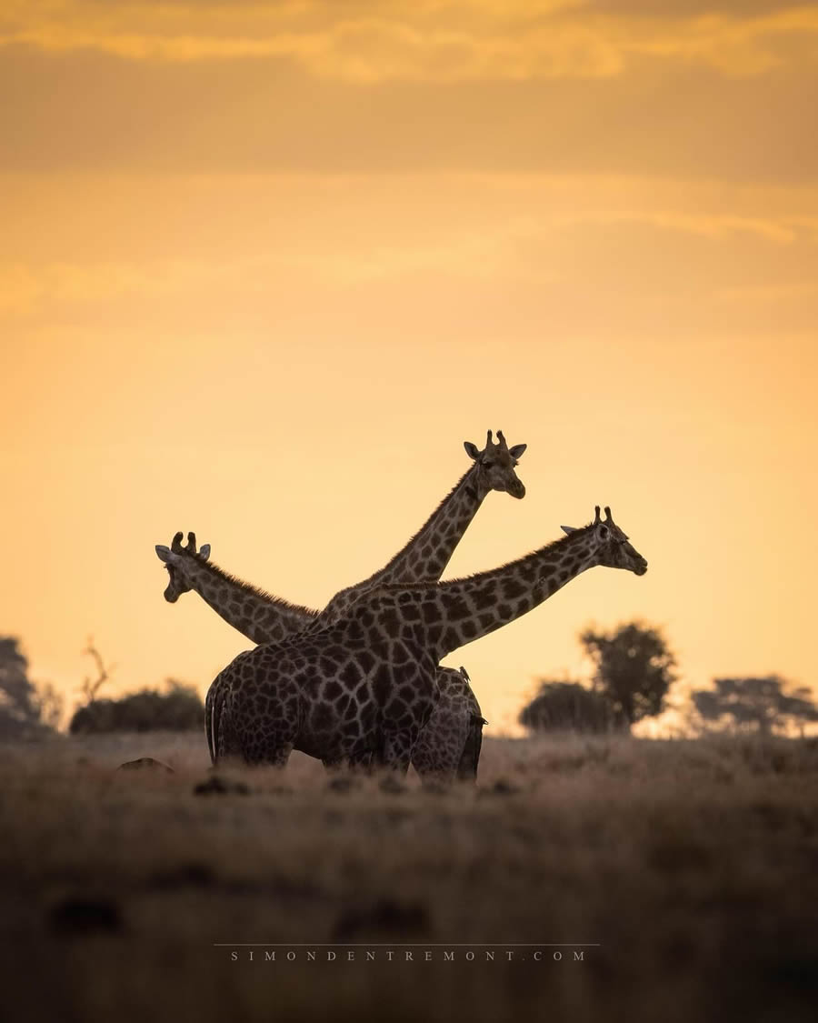 Canadian Wildlife Photography By Simon dEntremont