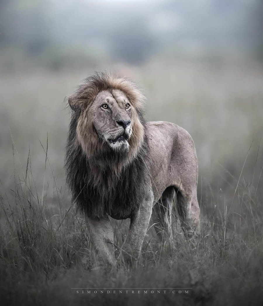 Canadian Wildlife Photography By Simon dEntremont