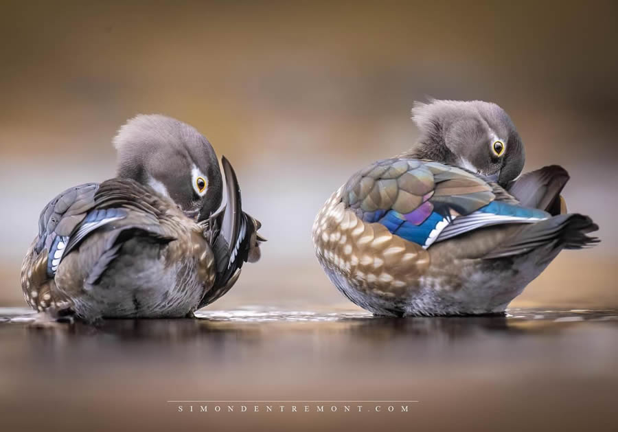 Canadian Wildlife Photography By Simon dEntremont