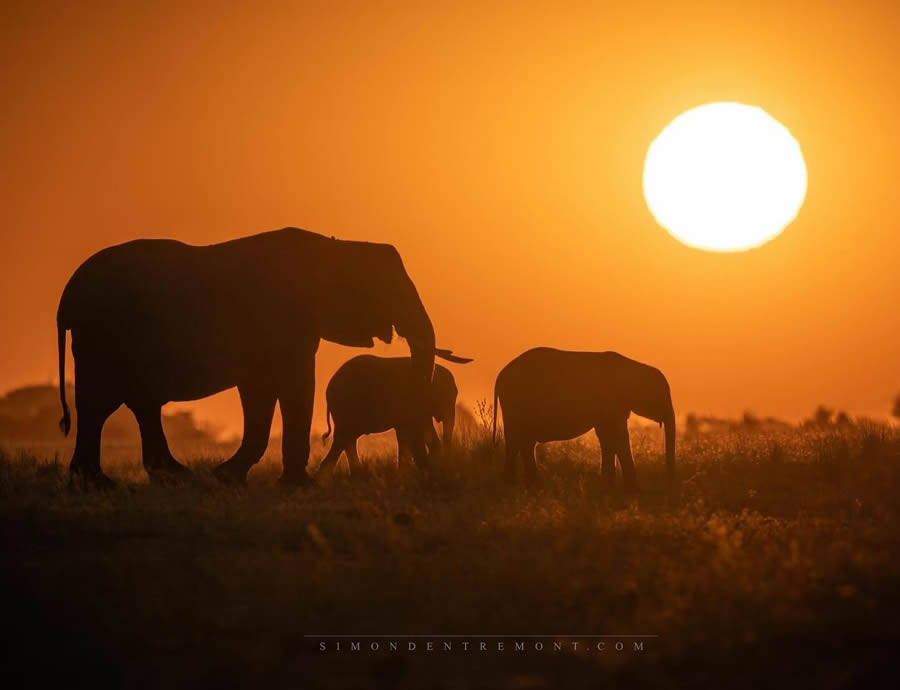 Canadian Wildlife Photography By Simon dEntremont