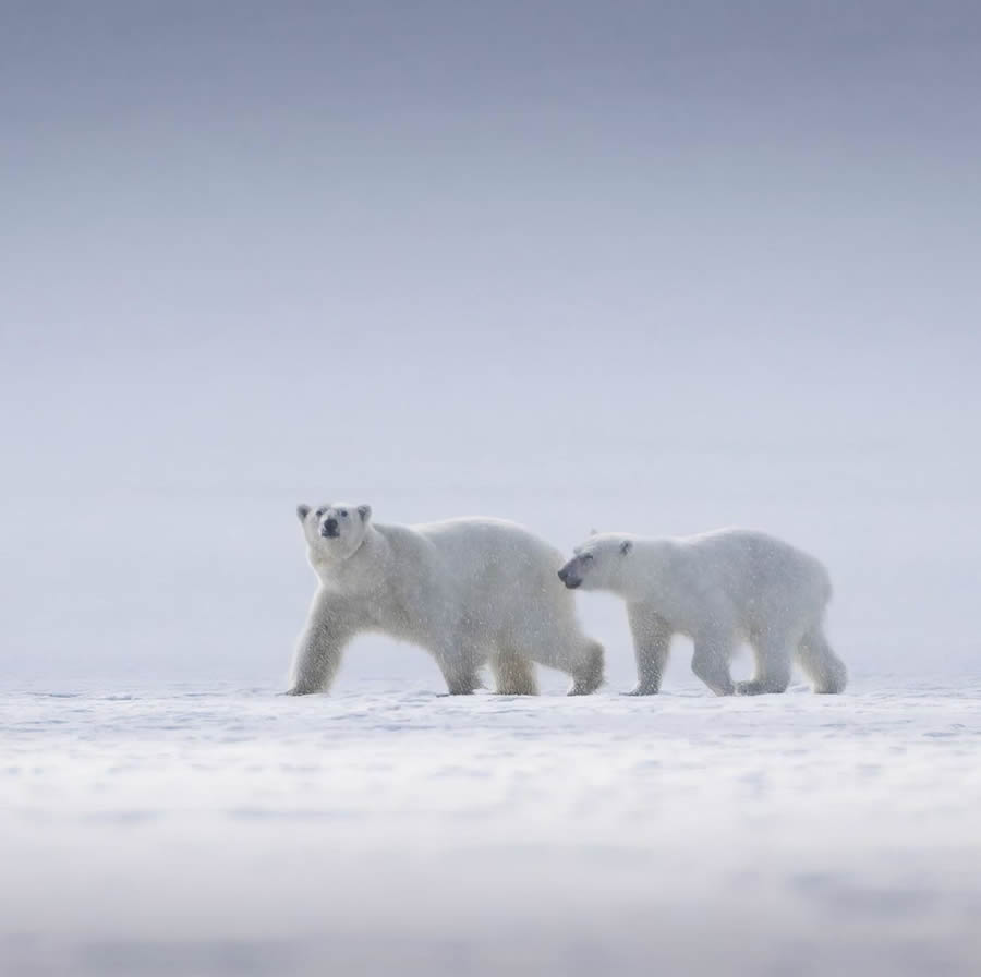 Canadian Wildlife Photography By Simon dEntremont