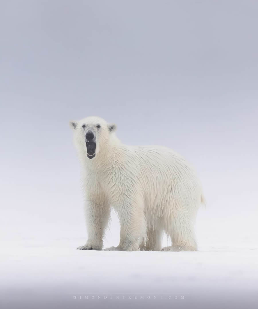 Canadian Wildlife Photography By Simon dEntremont