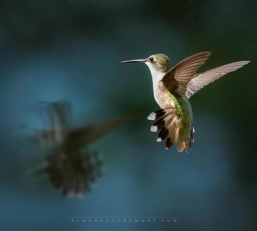 Canadian Wildlife Photography By Simon dEntremont