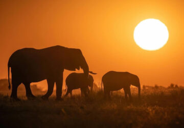 Canadian Wildlife Photography By Simon dEntremont