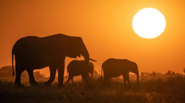 Canadian Wildlife Photography By Simon dEntremont