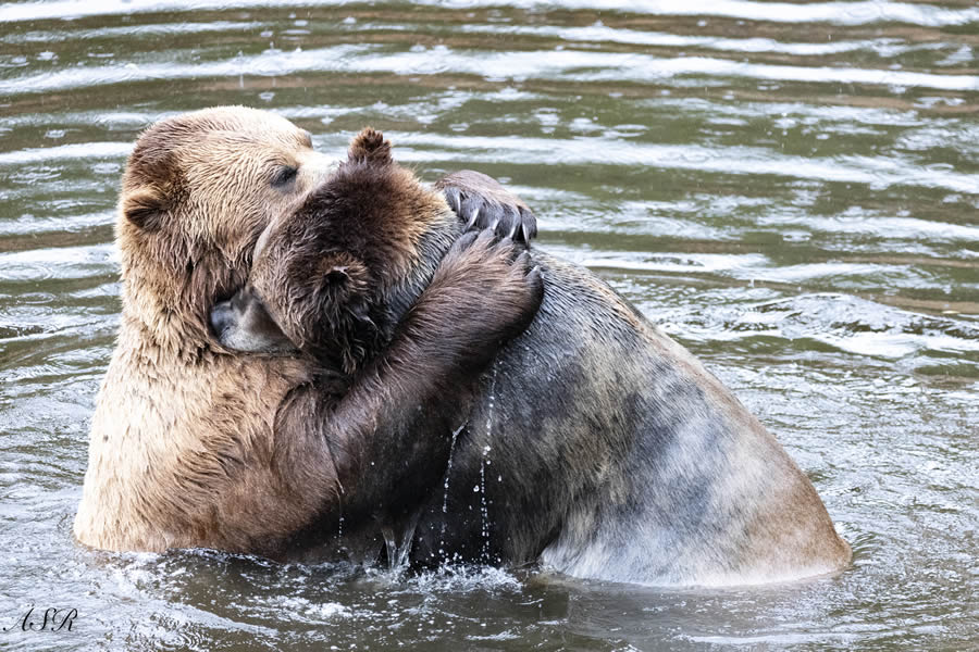 Comedy Wildlife Photography Awards 2024 Finalists