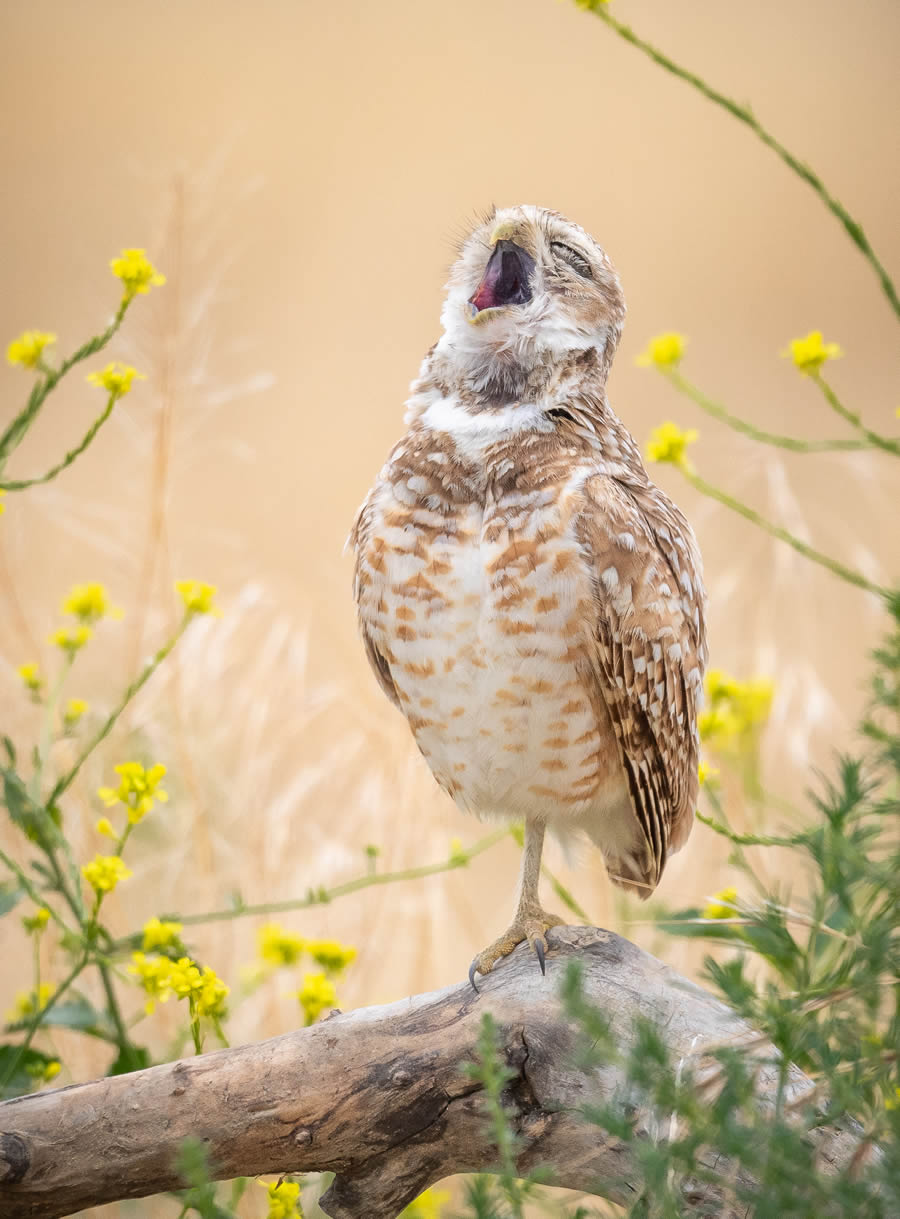 Comedy Wildlife Photography Awards 2024 Finalists