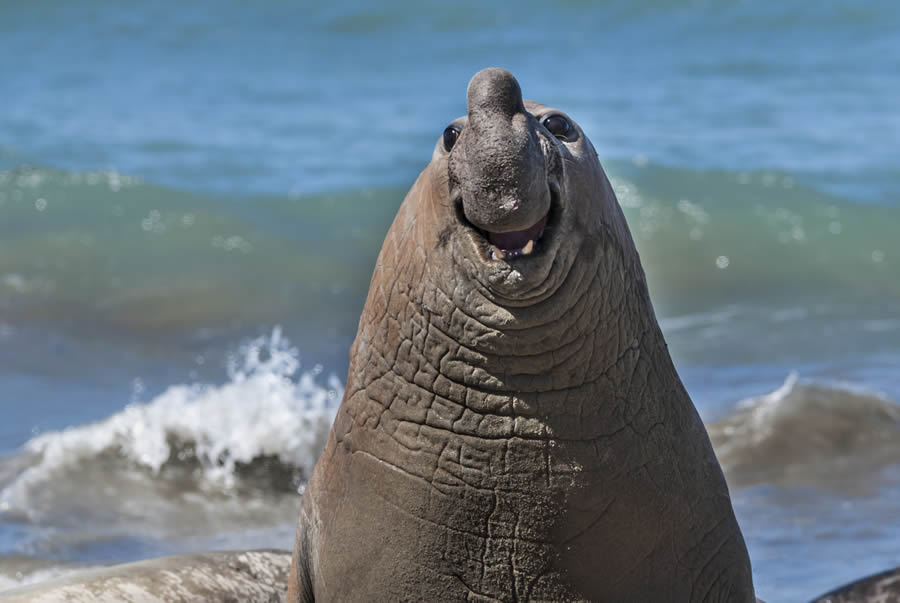 Comedy Wildlife Photography Awards 2024 Finalists