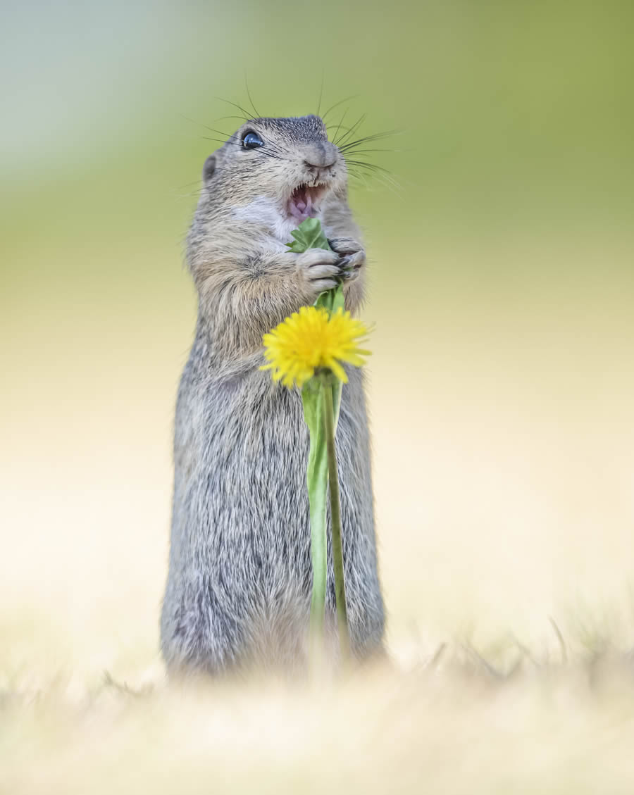 Comedy Wildlife Photography Awards 2024 Finalists