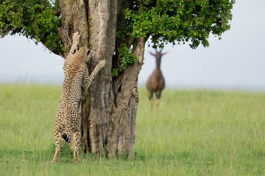 Comedy Wildlife Photography Awards 2024 Finalists