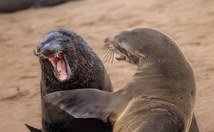 Comedy Wildlife Photography Awards 2024 Finalists