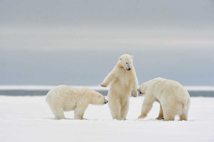 Comedy Wildlife Photography Awards 2024 Finalists