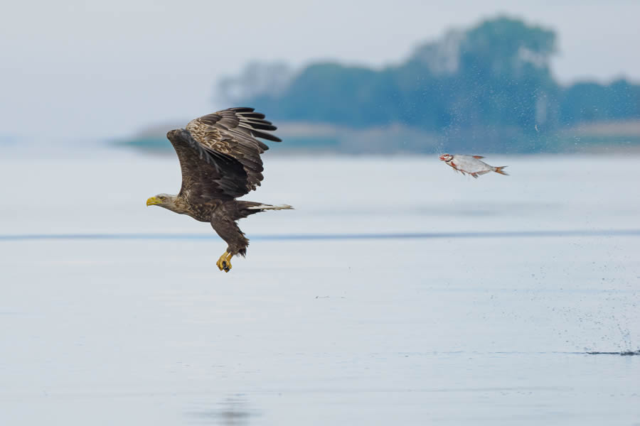 Comedy Wildlife Photography Awards 2024 Finalists