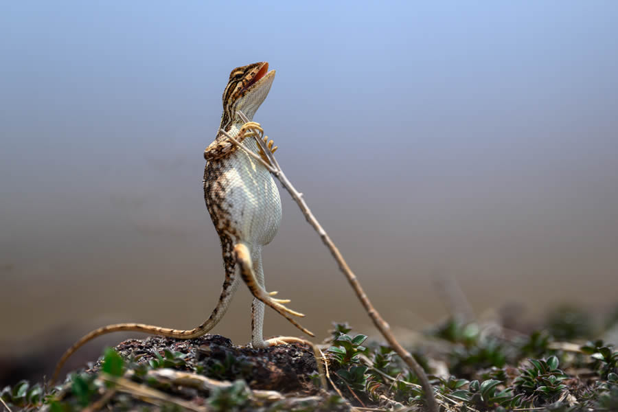 Comedy Wildlife Photography Awards 2024 Finalists