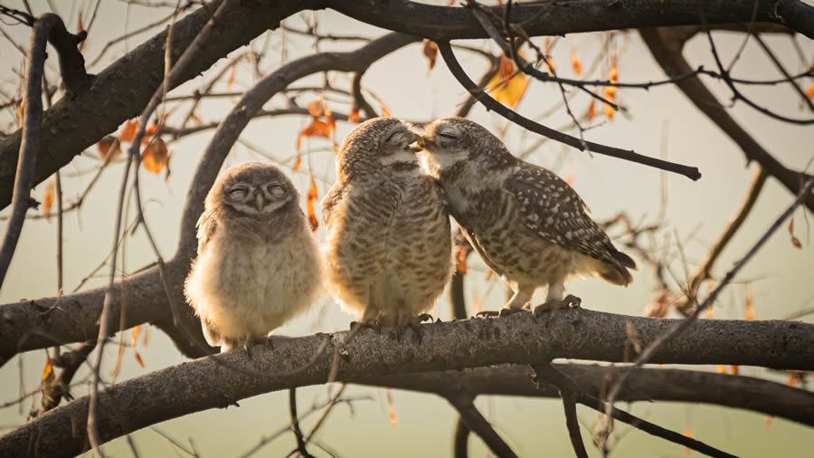 Comedy Wildlife Photography Awards 2024 Finalists