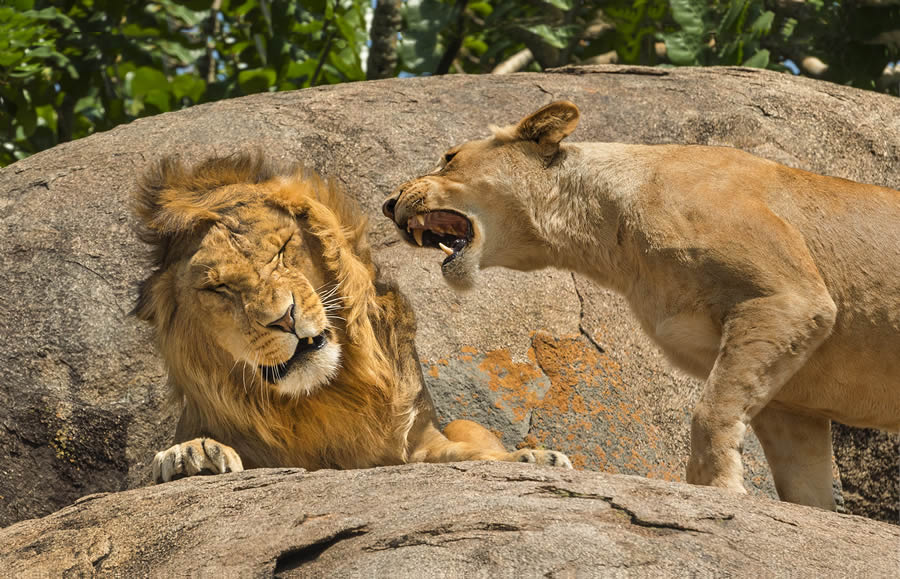 Comedy Wildlife Photography Awards 2024 Finalists