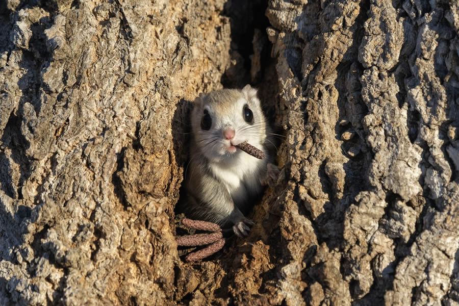 Comedy Wildlife Photography Awards 2024 Finalists