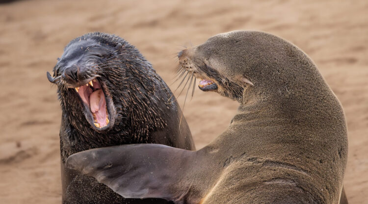 Comedy Wildlife Photography Awards 2024 Finalists