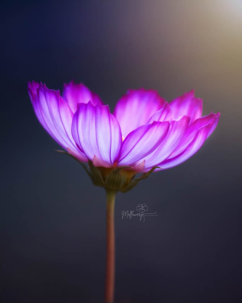 Enchanting Macro Photos Of Flowers By Mel