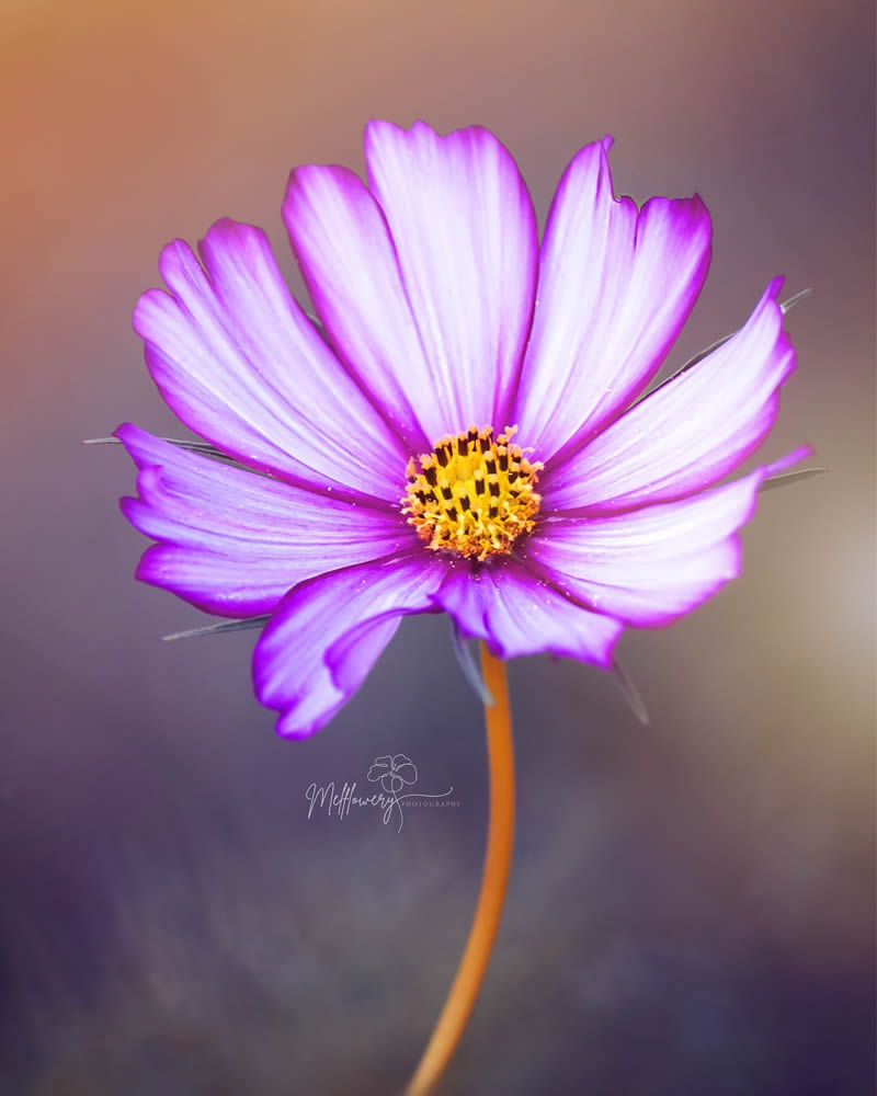 Enchanting Macro Photos Of Flowers By Mel