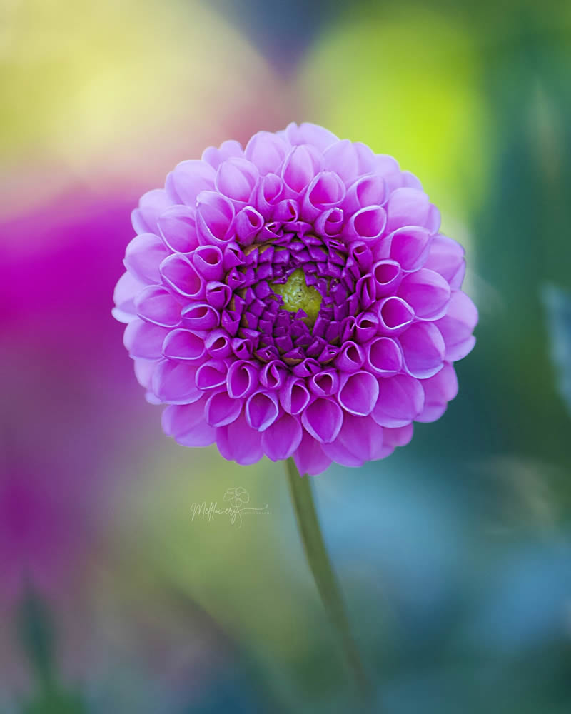 Enchanting Macro Photos Of Flowers By Mel