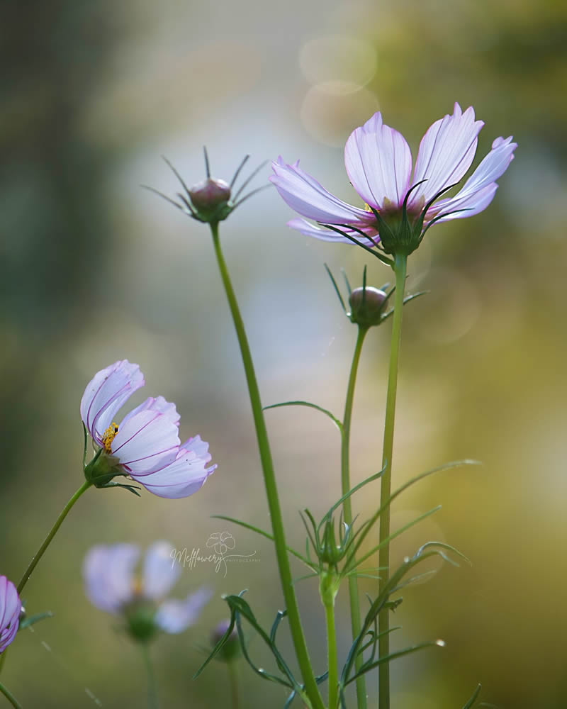 Enchanting Macro Photos Of Flowers By Mel