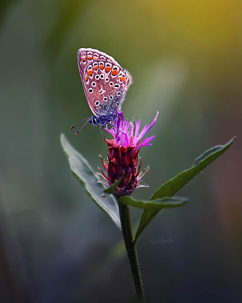 Enchanting Macro Photos Of Flowers By Mel