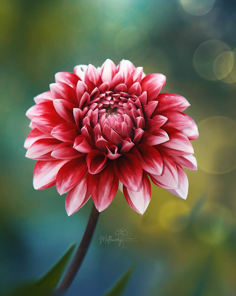 Enchanting Macro Photos Of Flowers By Mel