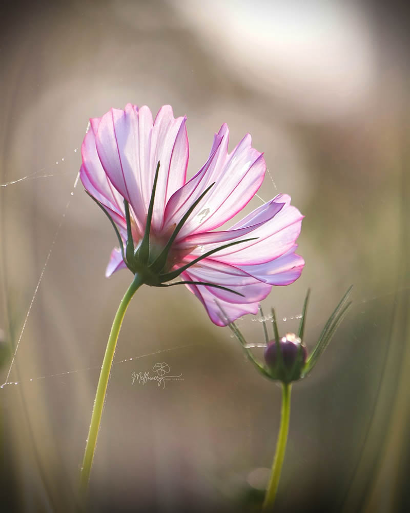 Enchanting Macro Photos Of Flowers By Mel