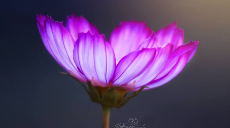 Enchanting Macro Photos Of Flowers By Mel