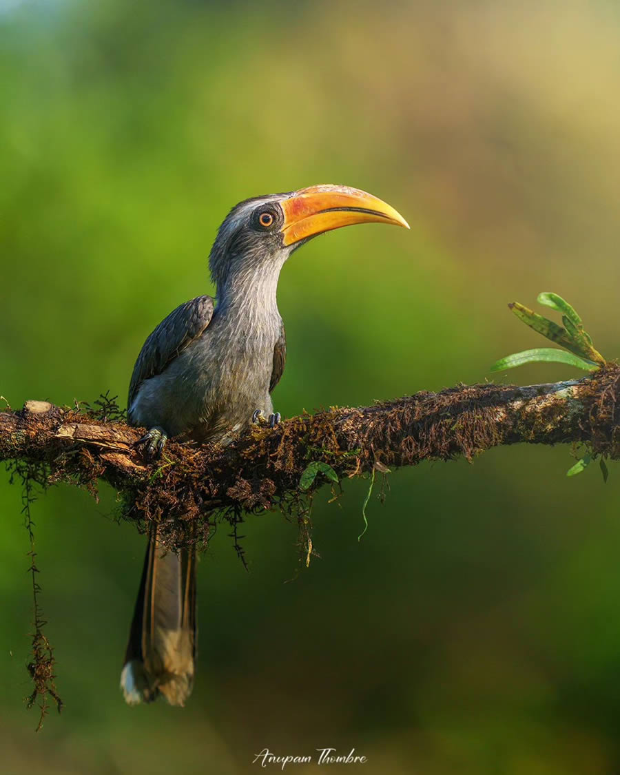 Indian Wildlife Photography By Anupam Thombre