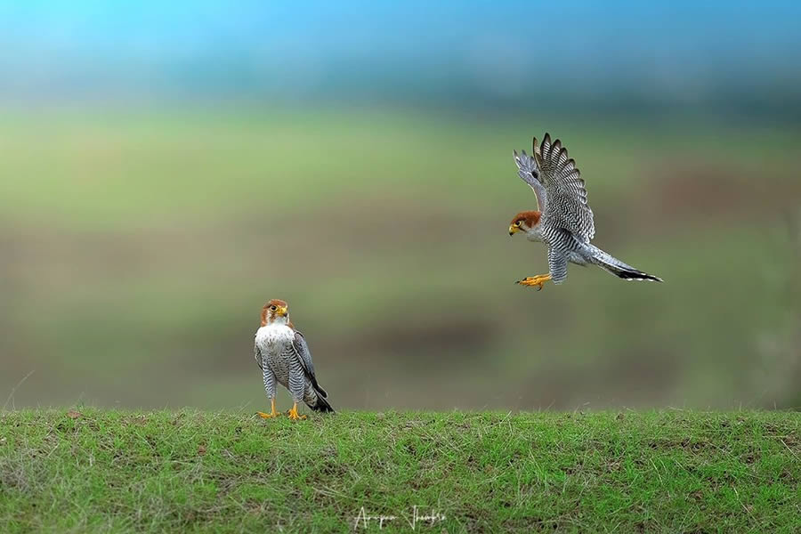 Indian Wildlife Photography By Anupam Thombre