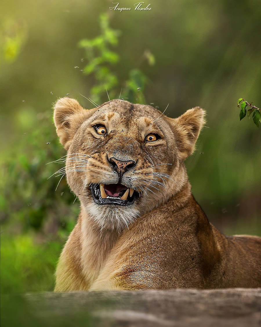 Indian Wildlife Photography By Anupam Thombre