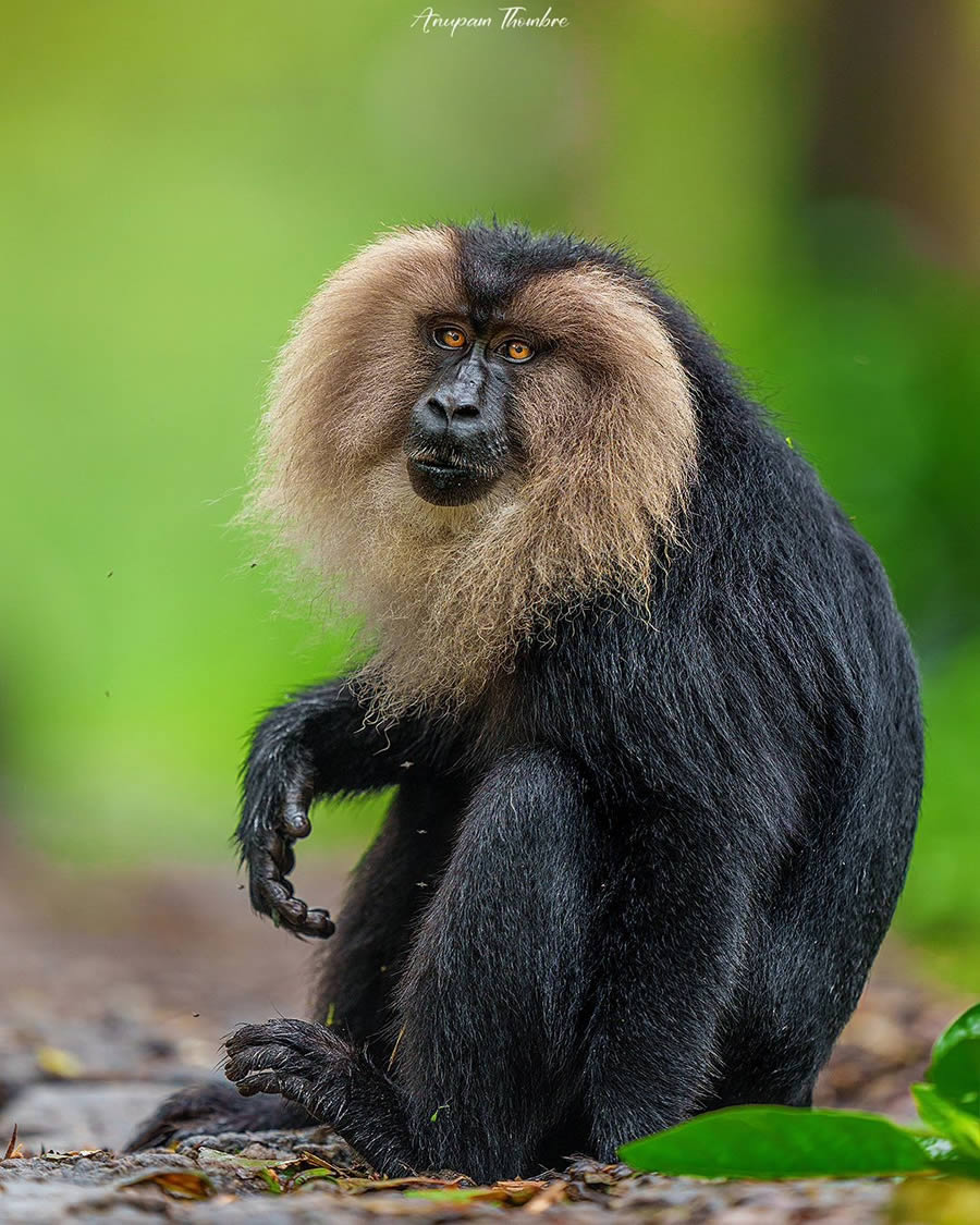 Indian Wildlife Photography By Anupam Thombre