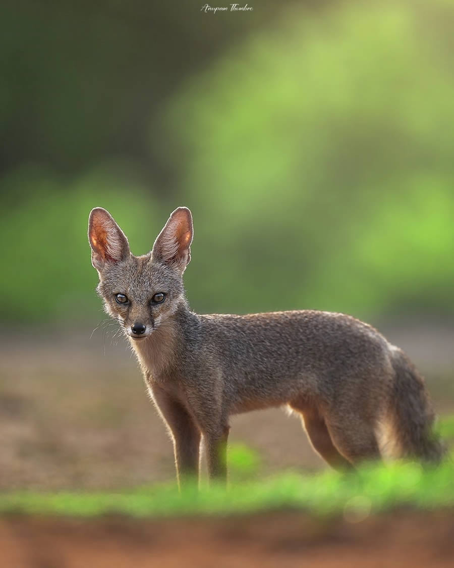 Indian Wildlife Photography By Anupam Thombre