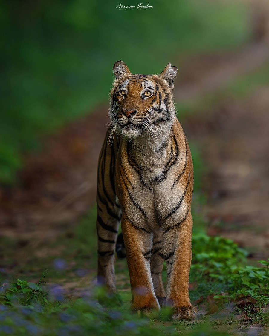 Indian Wildlife Photography By Anupam Thombre