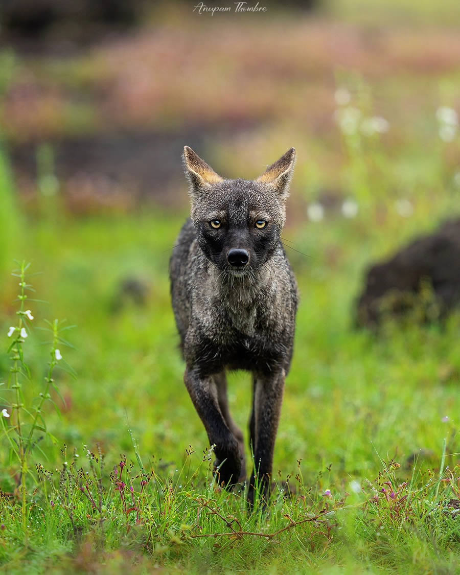 Indian Wildlife Photography By Anupam Thombre