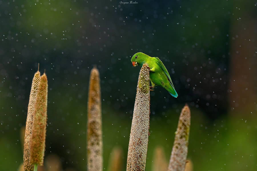 Indian Wildlife Photography By Anupam Thombre